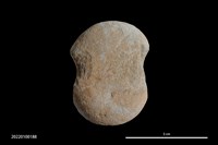 藏品(砝碼形網墜)的圖片